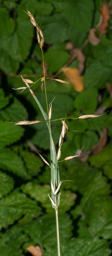 Arrhenatherum elatius / Avena altissima